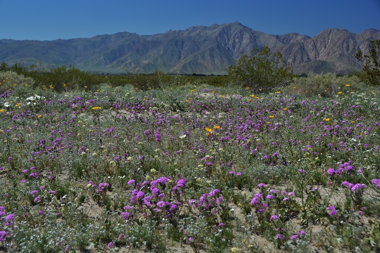 wildflowers 
